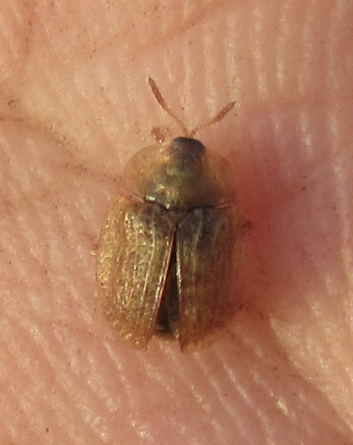 Hypocassida subferruginea - közönséges bordáspajzsbogár