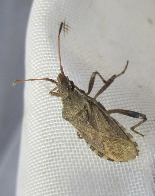 Ceraleptus gracilicornis - tüskéslábú karimáspoloska