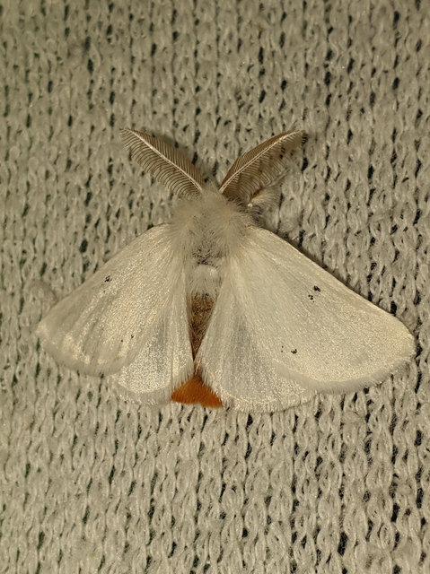 Euproctis chrysorrhoea - aranyfarú szövő