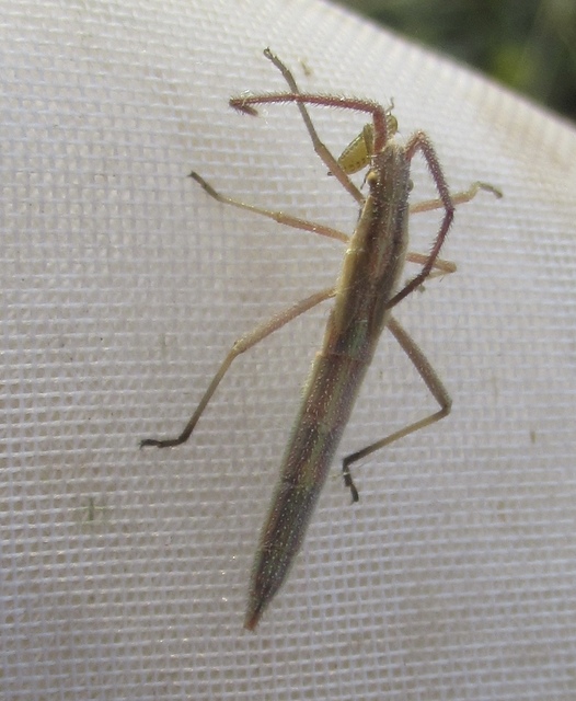 Chorosoma