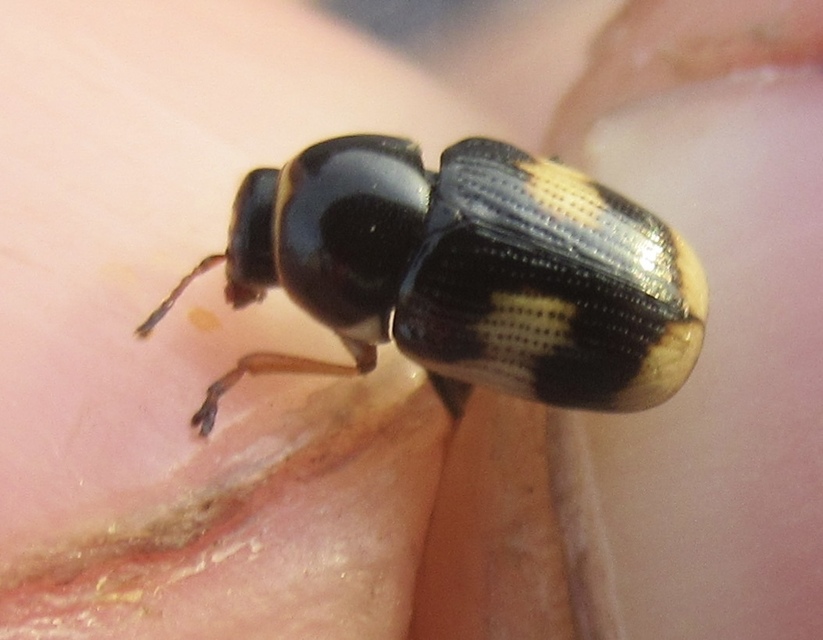 Cryptocephalus moraei - közönséges zömökbogár