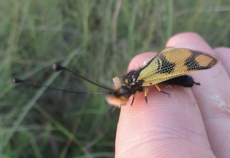 Libelloides macaronius - keleti rablópille