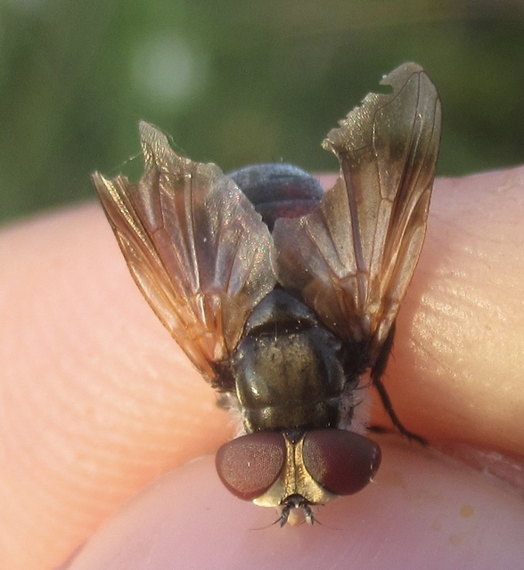 Elomya lateralis