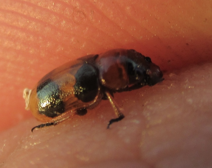Coptocephala unifasciata - sárgalábú hullóbogár