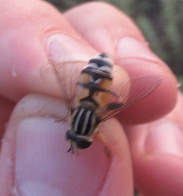 Helophilus trivittatus - nagy mocsárilégy