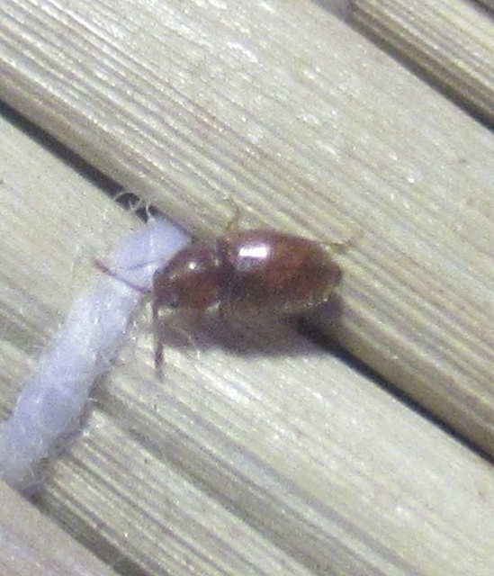 Cryptophagidae - penészbogárfélék
