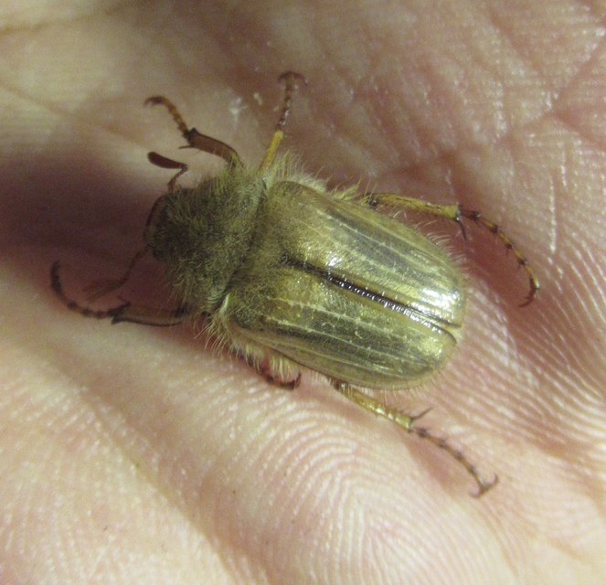Amphimallon solstitiale - bordás sárgacserebogár