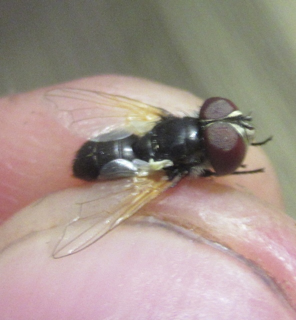 Elomya lateralis