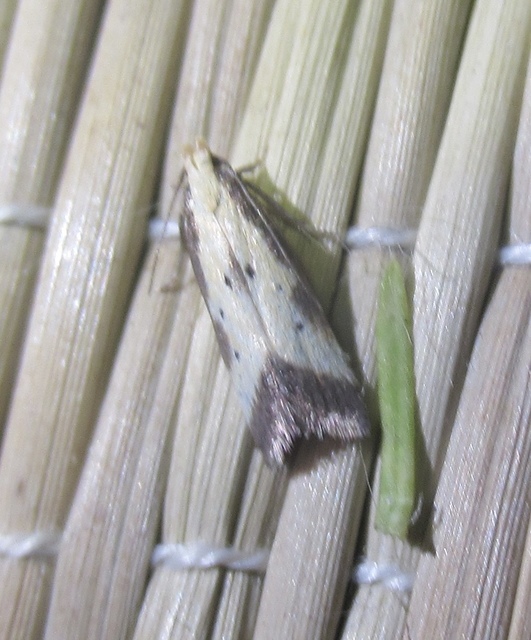 Brachmia dimidiella - citromkocsord-lápimoly