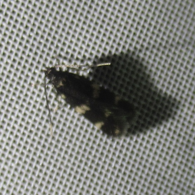 Oegoconia