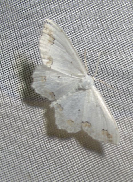Scopula ornata - díszes fehéraraszoló