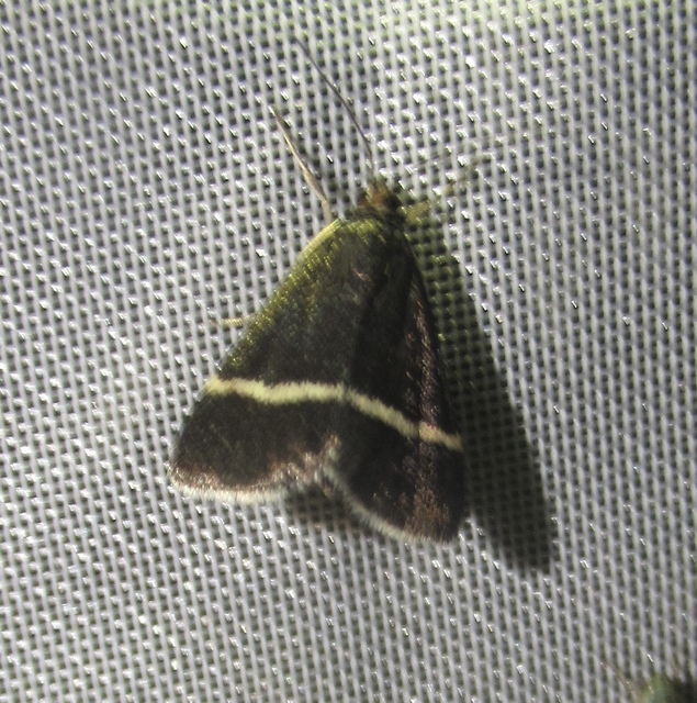 Pyrausta cingulata/rectefascialis