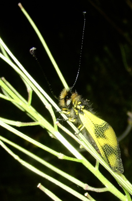 Libelloides macaronius - keleti rablópille
