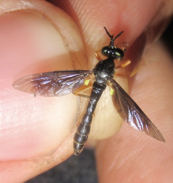 Dioctria flavipennis
