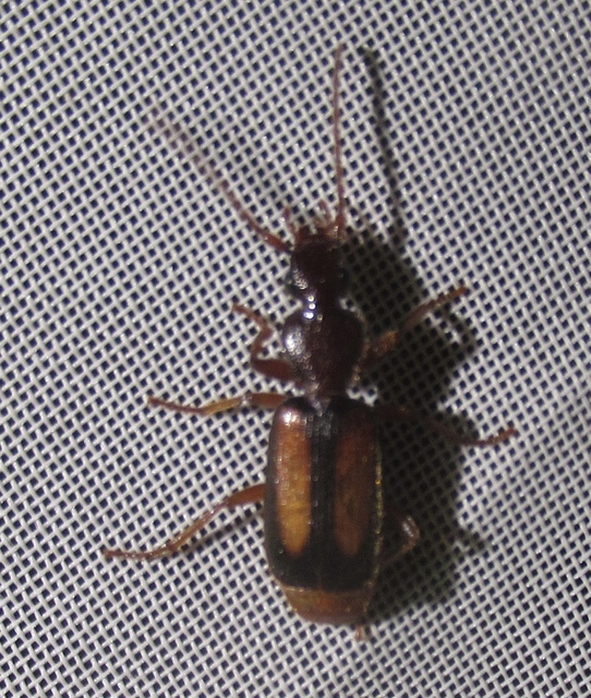 Polistichus connexus - barna sutafutó