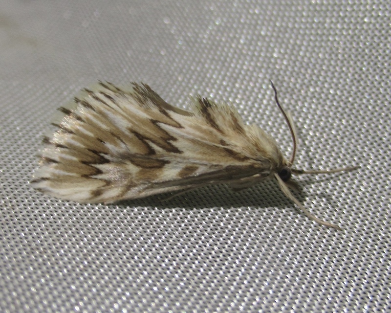 Cynaeda dentalis - gyakori ciframoly