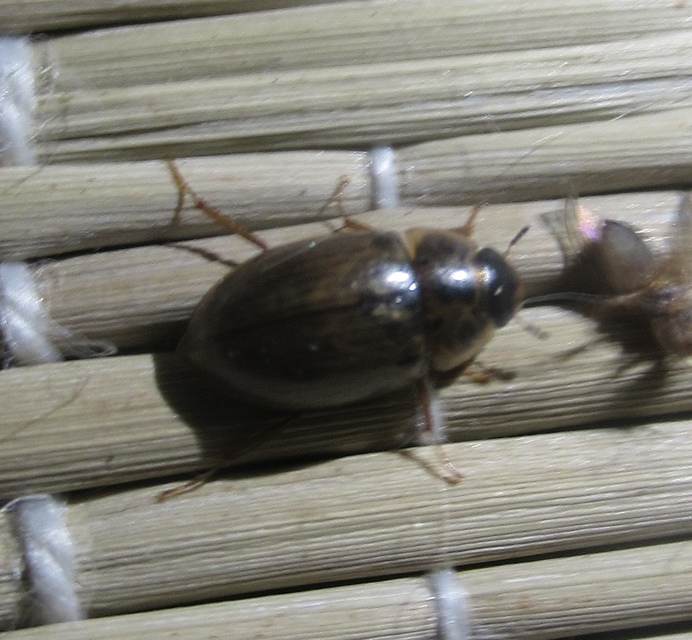 Enochrus quadripunctatus - négypettyes fakócsibor