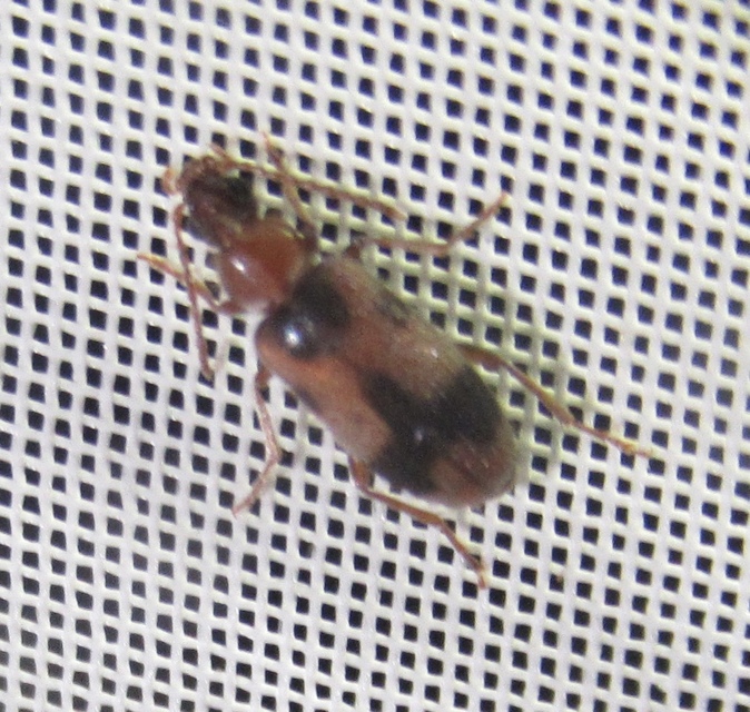 Notoxus appendicinus - déli nyakszarvúbogár