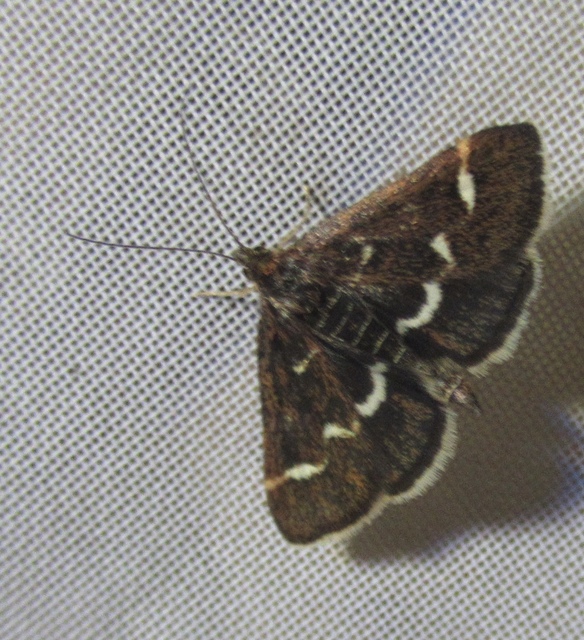 Pyrausta nigrata - fehérpettyes kormosmoly