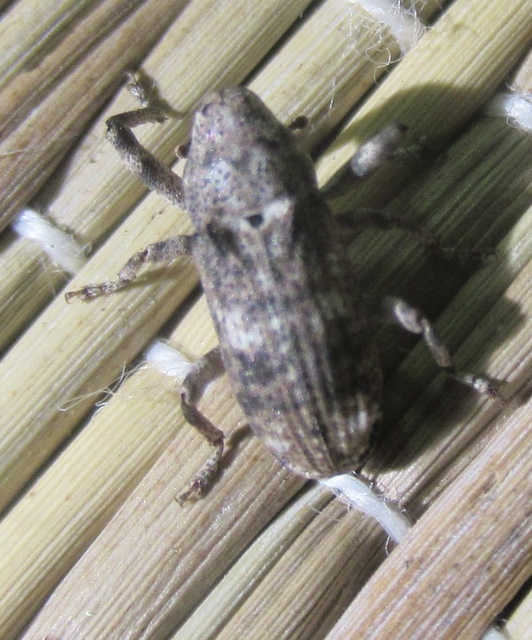 Gasterocercus depressirostris - laposorrú ormányos