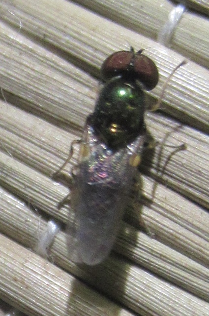 Microchrysa polita - feketecsápú fémeslégy