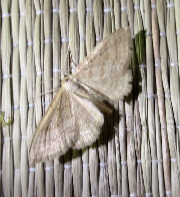 Idaea rufaria - vörhenyes sávosaraszoló
