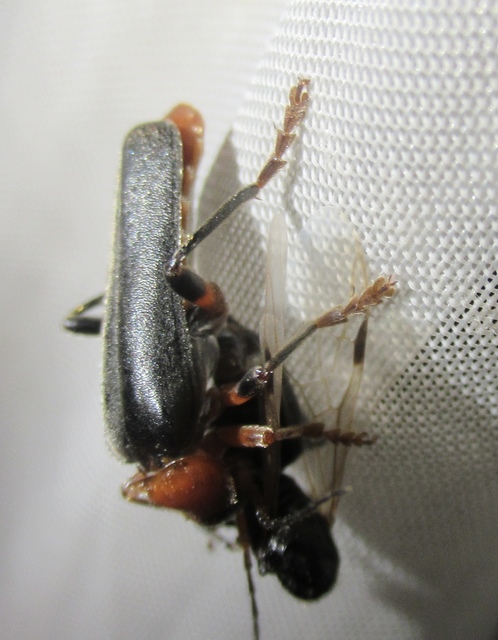 Cantharis livida - mezei lágybogár