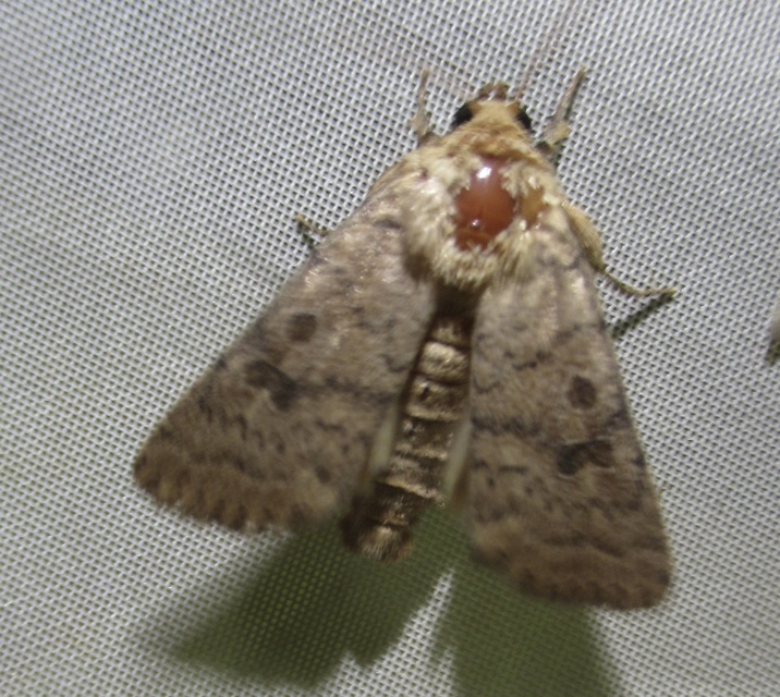 Hoplodrina octogenaria - barna selymesbagoly
