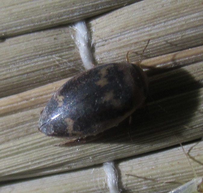 Laccophilus poecilus - tarka bukóbogár