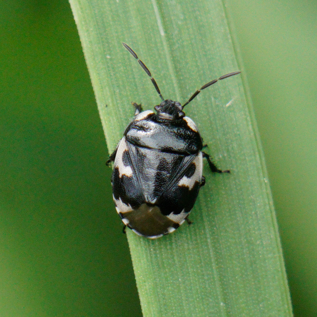 Tritomegas bicolor - foltos földipoloska