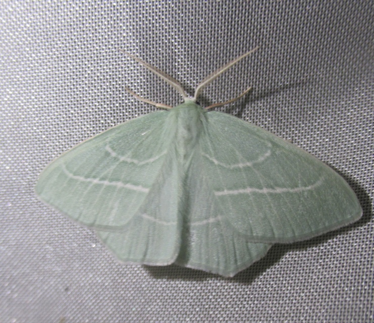 Hemistola chrysoprasaria - kékes zöldaraszoló