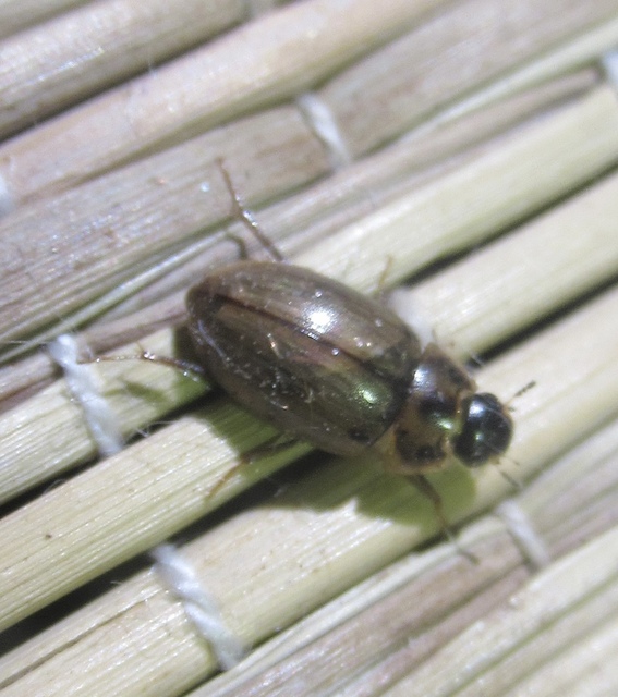 Enochrus quadripunctatus - négypettyes fakócsibor