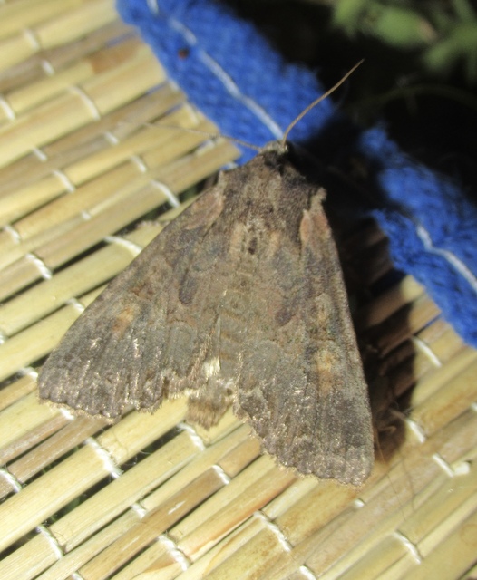 Lacanobia amurensis - homoki kertibagoly
