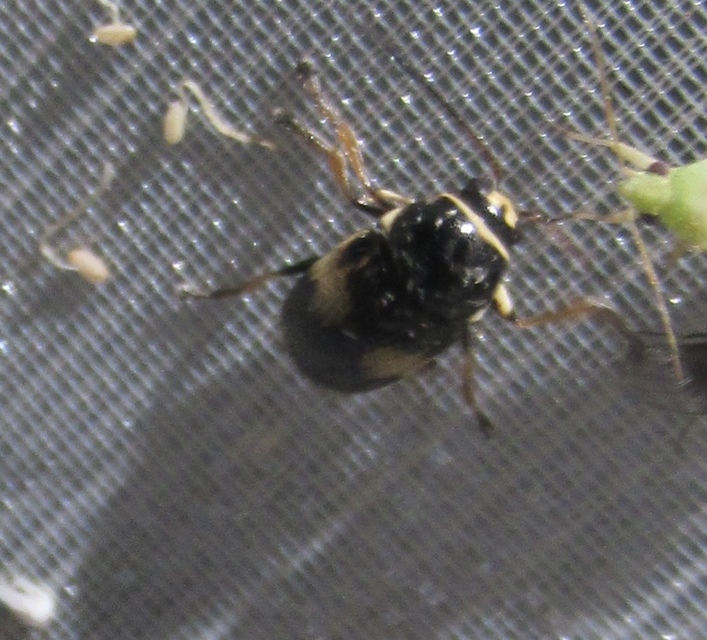 Cryptocephalus moraei - közönséges zömökbogár