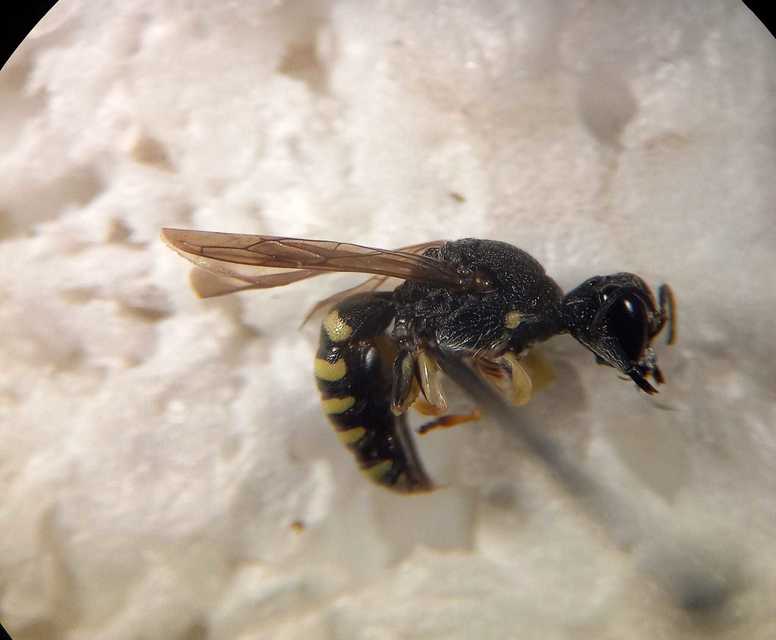 Lestica clypeata - közönséges szitásdarázs