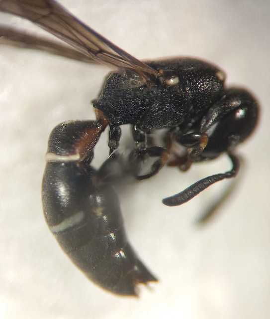 Microdynerus timidus