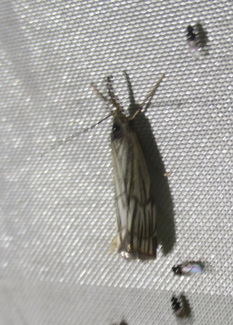 Chrysocramboides craterella - rácsos fűgyökérmoly