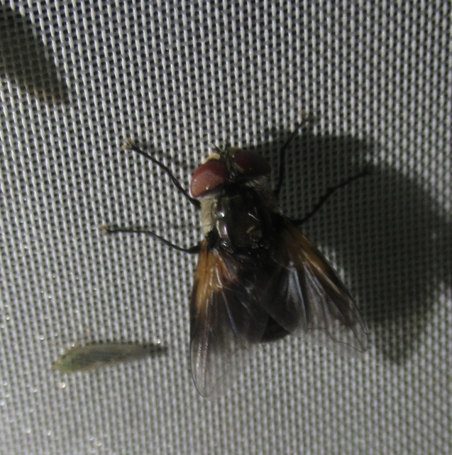 Elomya lateralis