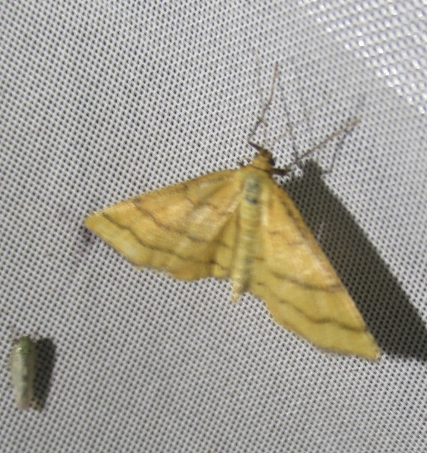 Idaea aureolaria - aranyos sávosaraszoló