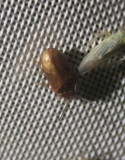 Scirtidae - rétbogárfélék
