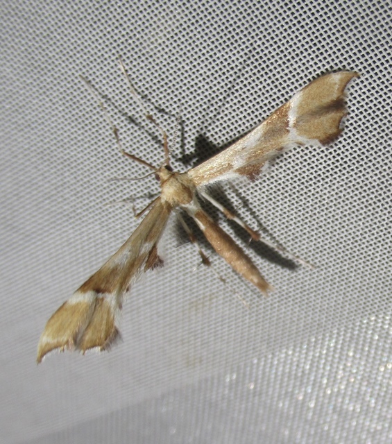 Cnaemidophorus rhododactyla - rózsabogyó-tollasmoly Cnaemidophorus rhododactyla - rózsabogyó-tollasmoly