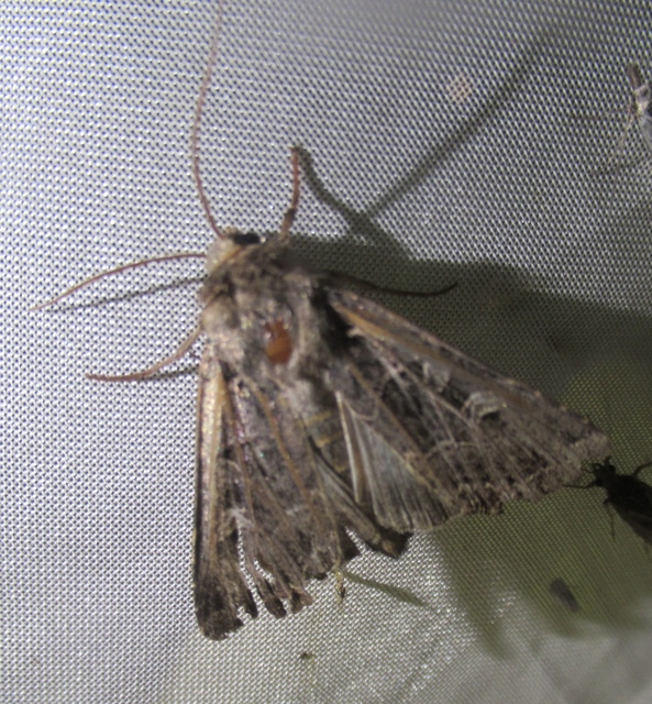 Heliophobus reticulata - fehéreres kertibagoly