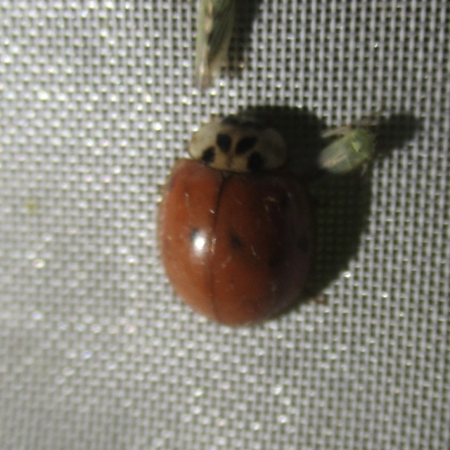 Adalia decempunctata - tízpettyes katica