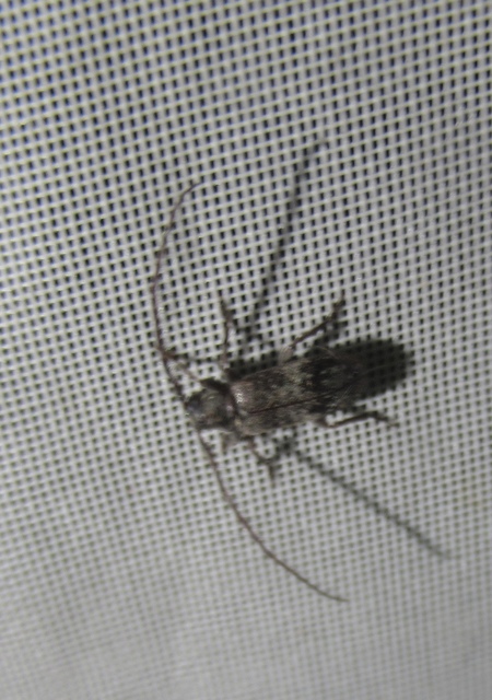 Exocentrus adspersus - tölgyfa-rőzsecincér