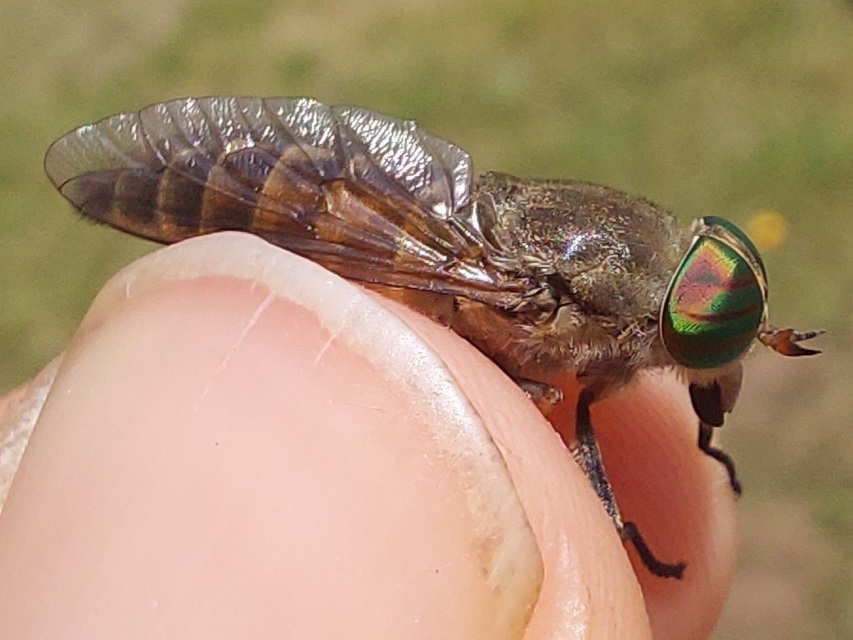Tabanidae - böglyök