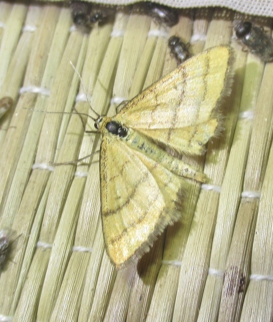 Idaea aureolaria - aranyos sávosaraszoló