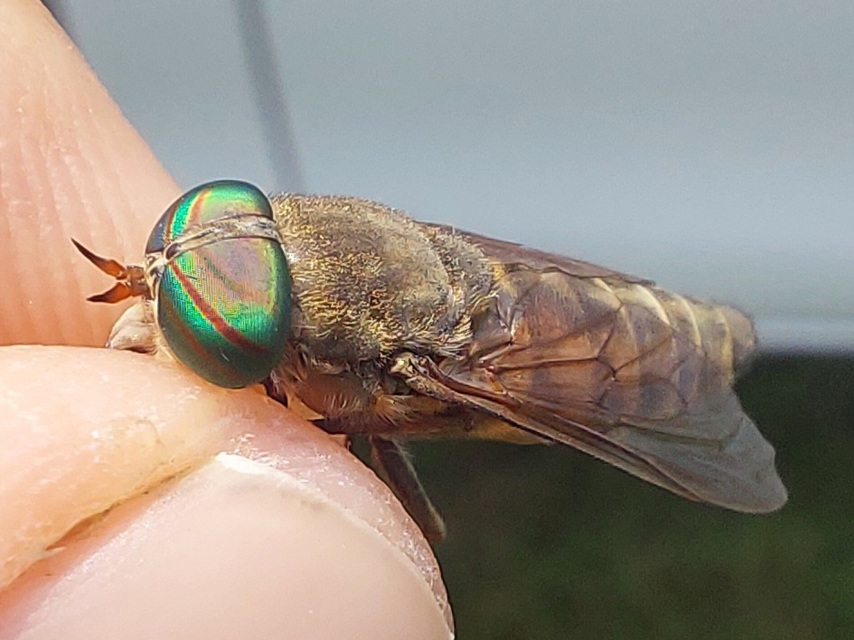 Hybomitra