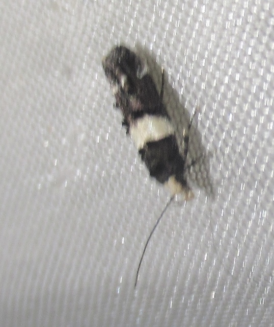 Recurvaria leucatella - nagy vörös-rügysodrómoly