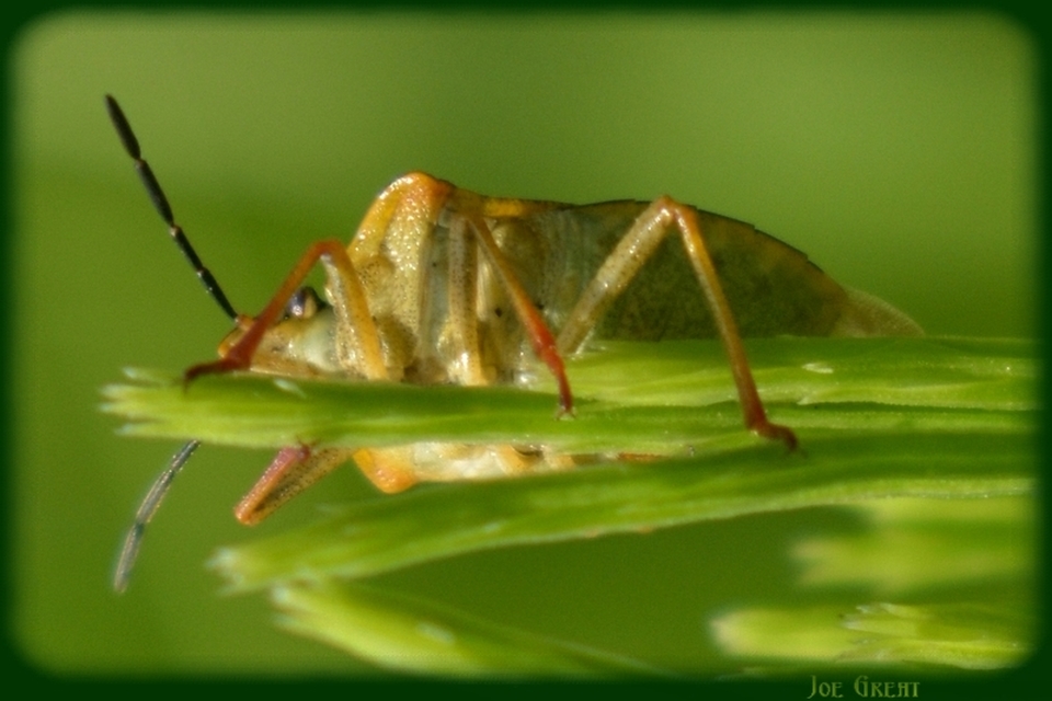 Carpocoris Carpocoris
