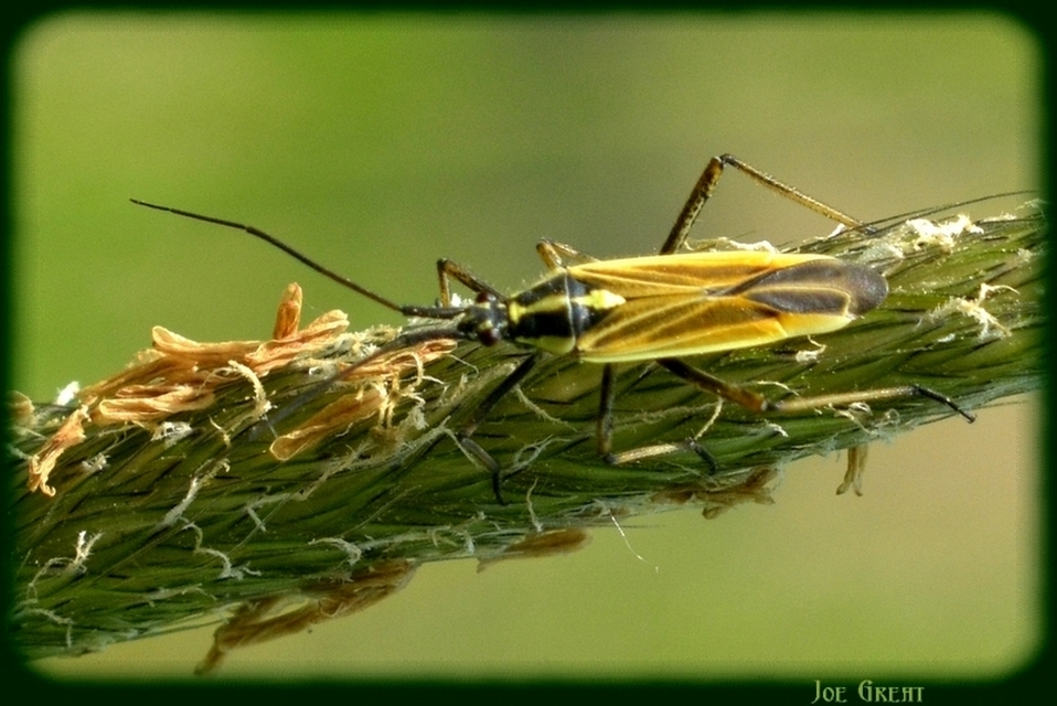 Miridae - mezeipoloskák